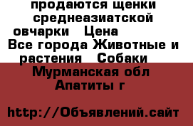 продаются щенки среднеазиатской овчарки › Цена ­ 30 000 - Все города Животные и растения » Собаки   . Мурманская обл.,Апатиты г.